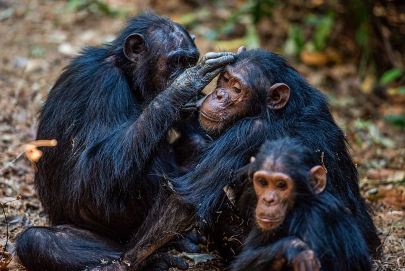 Gombe National Park Guide